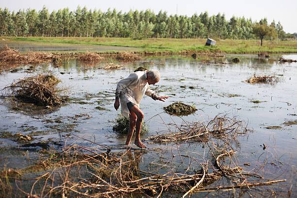 Heavy rain after a farmer already ran the pump for 4 hours — diesel and water wasted